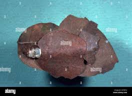 Attēlu rezultāti vaicājumam “Glyphotaelius pellucidus”