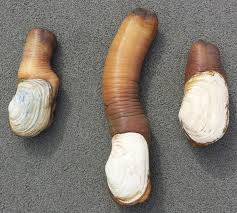 Image result for geoduck