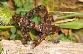 Attēlu rezultāti vaicājumam “Exoprosopa capucina”