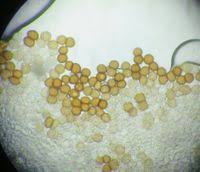 Attēlu rezultāti vaicājumam “Tranzschelia anemones”