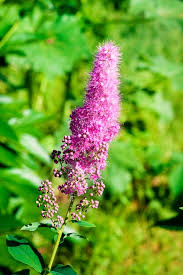 Attēlu rezultāti vaicājumam “Spiraea salicifolia”
