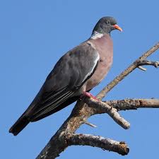 Image result for Columba palumbus