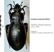 Attēlu rezultāti vaicājumam “Carabus nemoralis”