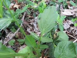 Attēlu rezultāti vaicājumam “Barbarea vulgaris subsp. arcuata fruit”