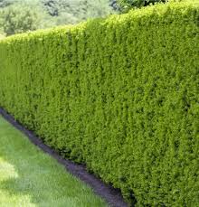 Attēlu rezultāti vaicājumam “Taxus baccata”