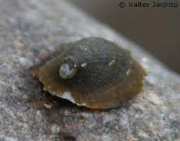 Attēlu rezultāti vaicājumam “Planorbidae”