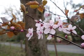 Attēlu rezultāti vaicājumam “Prunus cerasifera flower”