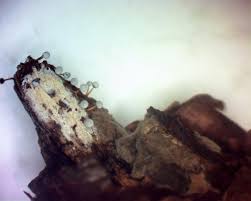 Attēlu rezultāti vaicājumam “Physarum globuliferum”