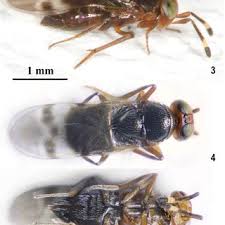 Attēlu rezultāti vaicājumam “Tetanops myopina”
