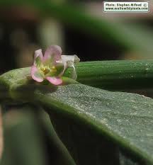 Attēlu rezultāti vaicājumam “Polygonum aviculare flower”