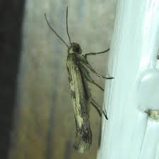 Attēlu rezultāti vaicājumam “Scythris limbella”