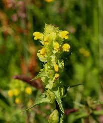 Attēlu rezultāti vaicājumam “Rhinanthus serotinus fruit”