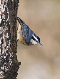 Image result for Sitta canadensis