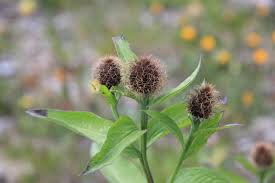 Attēlu rezultāti vaicājumam “Centaurea phrygia bud”