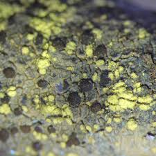 Attēlu rezultāti vaicājumam “Lecidella elaeochroma”