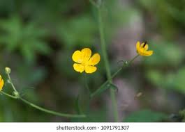 Attēlu rezultāti vaicājumam “Ranunculus lanuginosus flower”