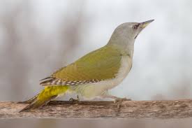 Attēlu rezultāti vaicājumam “Picus canus”