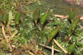 Attēlu rezultāti vaicājumam “Buxbaumia viridis sporophyte”