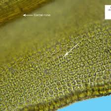 Attēlu rezultāti vaicājumam “Barbula unguiculata macro”