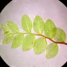 Attēlu rezultāti vaicājumam “Mnium lycopodioides”