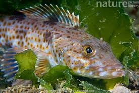 Image result for Ophiodon elongatus