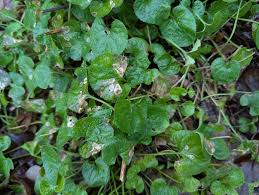 Attēlu rezultāti vaicājumam “Viola odorata leaf”