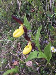 Attēlu rezultāti vaicājumam “Cypripedium calceolus flower”