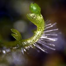 Attēlu rezultāti vaicājumam “Cladopodiella fluitans”