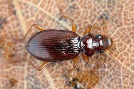 Attēlu rezultāti vaicājumam “Leistus ferrugineus”