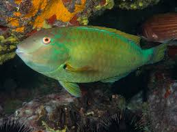 Image result for Sparisoma frondosum