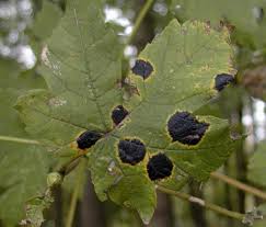 Attēlu rezultāti vaicājumam “Rhytisma acerinum”