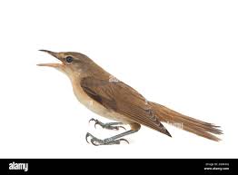 Image result for Acrocephalus arundinaceus