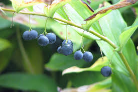 Attēlu rezultāti vaicājumam “Polygonatum multiflorum  fruit”