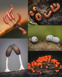 Attēlu rezultāti vaicājumam “Didymium clavus stalked”