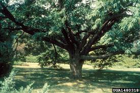 Attēlu rezultāti vaicājumam “Phellodendron amurense bud”