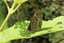 Attēlu rezultāti vaicājumam “Lopinga achine underside”