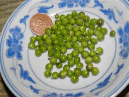 Attēlu rezultāti vaicājumam “Lathyrus japonicus subsp. maritimus fruit”