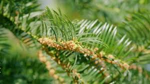 Attēlu rezultāti vaicājumam “Taxus baccata male flower”