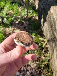 Attēlu rezultāti vaicājumam “Stemonitopsis amoena spores”