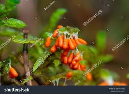 Attēlu rezultāti vaicājumam “Leocarpus sp.”