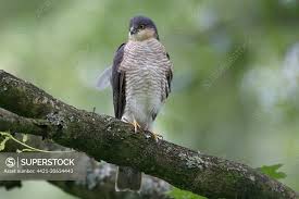 Attēlu rezultāti vaicājumam “Accipiter nisus male”