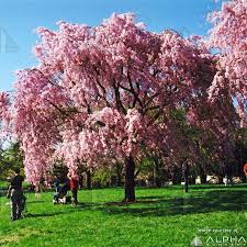Attēlu rezultāti vaicājumam “Prunus padus var. roseiflora flower”