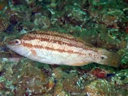 Image result for Symphodus bailloni