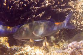 Image result for Parupeneus cyclostomus