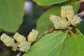 Attēlu rezultāti vaicājumam “Hamamelis vernalis bud”