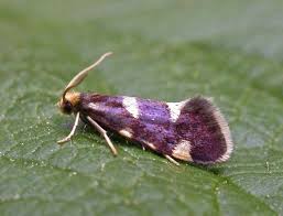 Attēlu rezultāti vaicājumam “Incurvaria praelatella”