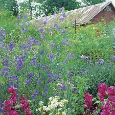 Image result for Consolida ajacis oder Consolida regalis