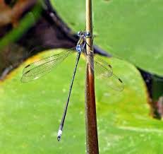 Attēlu rezultāti vaicājumam “Lestidae”