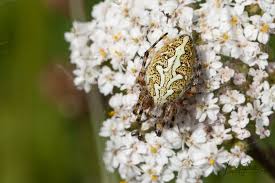 Attēlu rezultāti vaicājumam “Aculepeira ceropegia”