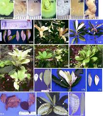 Attēlu rezultāti vaicājumam “Exobasidium splendidum”